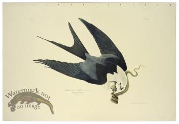 Yellow-tailed Hawk L.E.